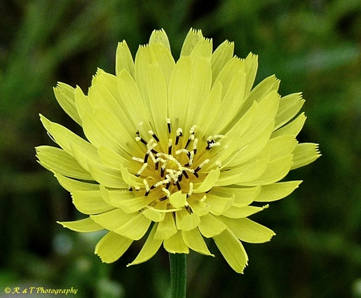 {Pyrrhopappus carolinianus}